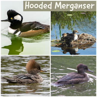 Hooded Merganser